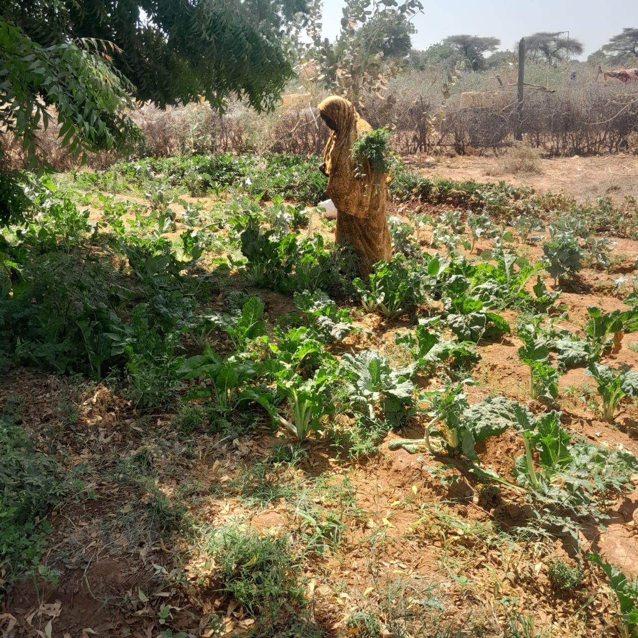 Farmer in Garissa showing green grams