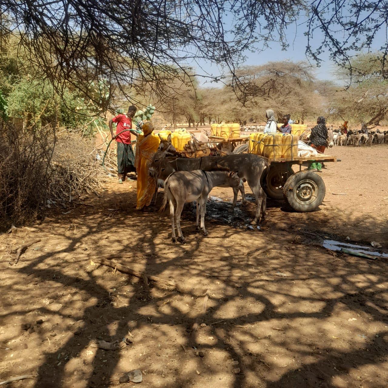 Community collecting clean water in Griftu